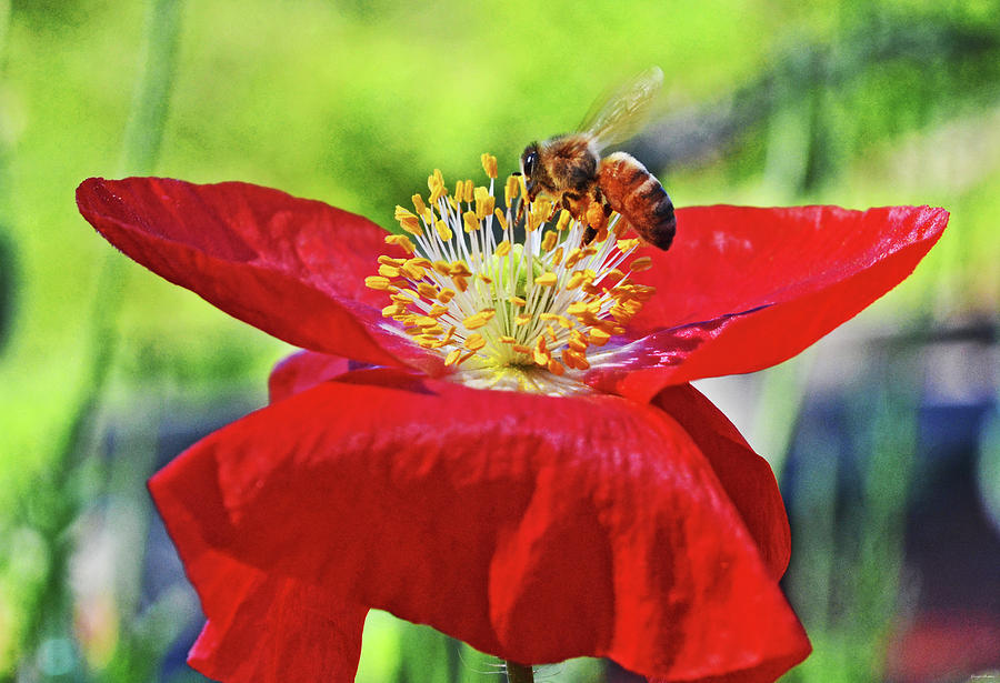 Red Poppy With A Bee 010 Photograph by George Bostian