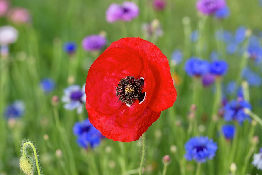 Red poppy with bachelor buttons Photograph by Lynn Hopwood