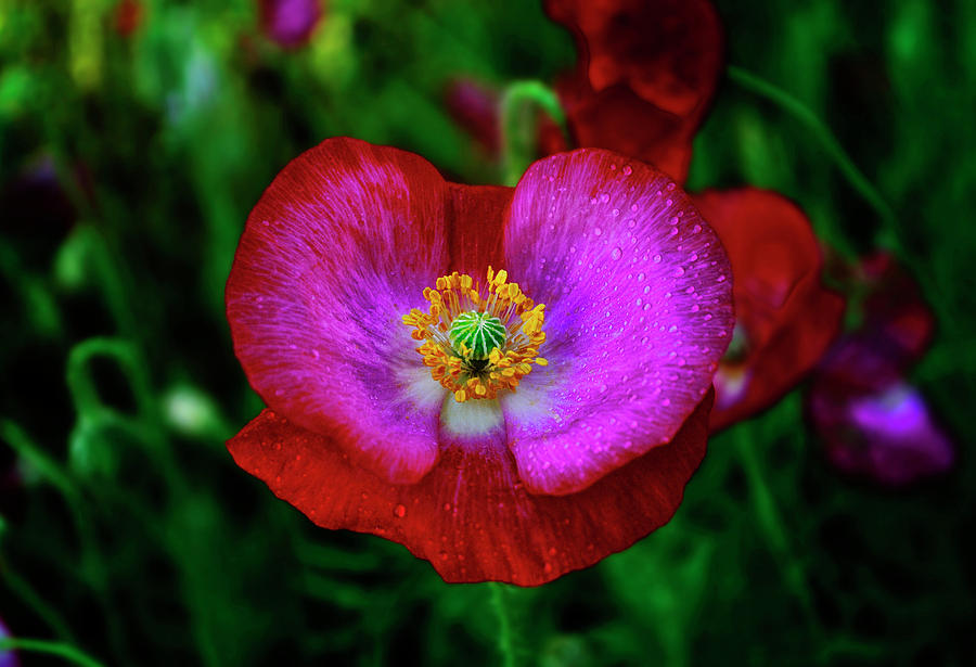 Red Poppy With Dewdrops 003 Photograph by George Bostian