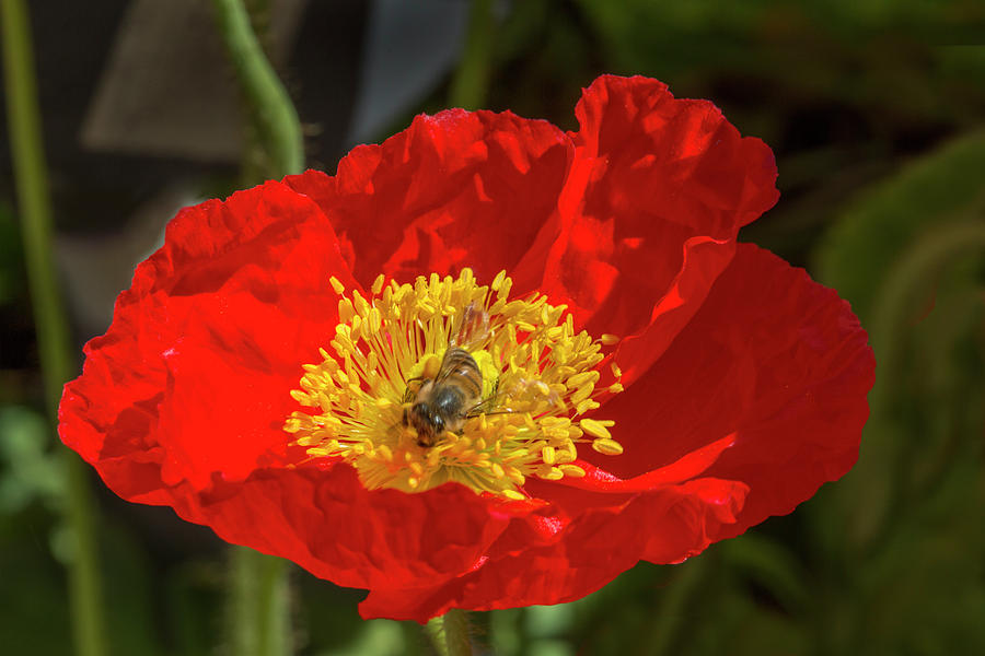 Red Poppy with Honey Bee Photograph by Iris Richardson