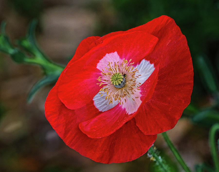 Red Poppy with White Cross Photograph by David Werner - Pixels