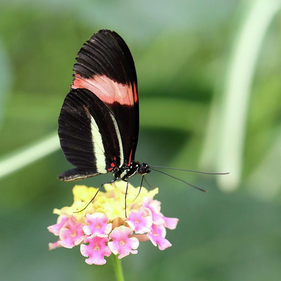 Red Postman butterfly Heliconius erato cyrbia Photograph by Paul Cowan