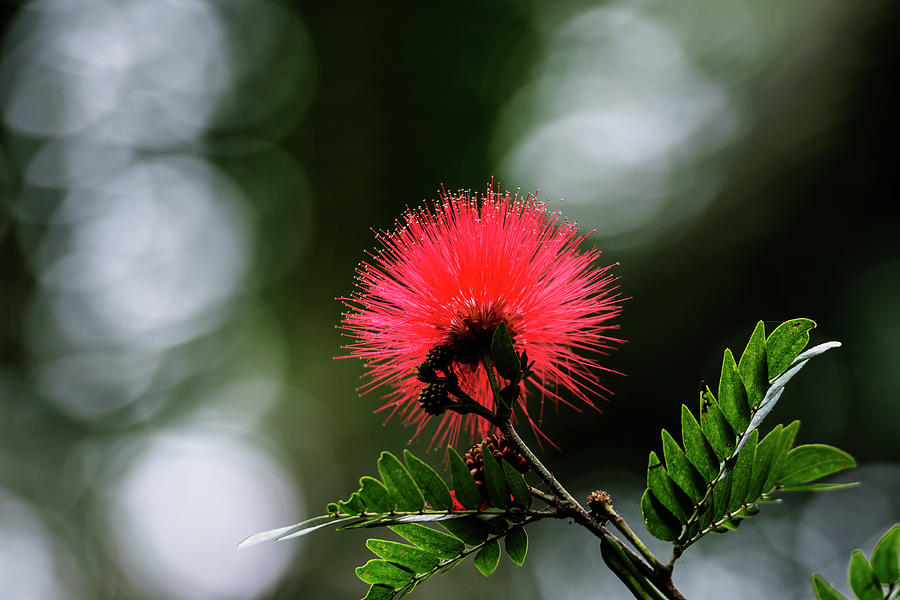 Red powder puff flower Photograph by Vishwanath Bhat