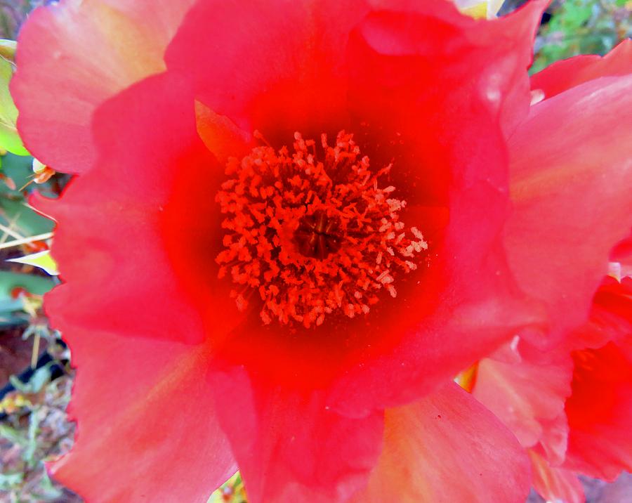 Red Prickly Pear Bloom 2 Photograph by Judy Kennedy