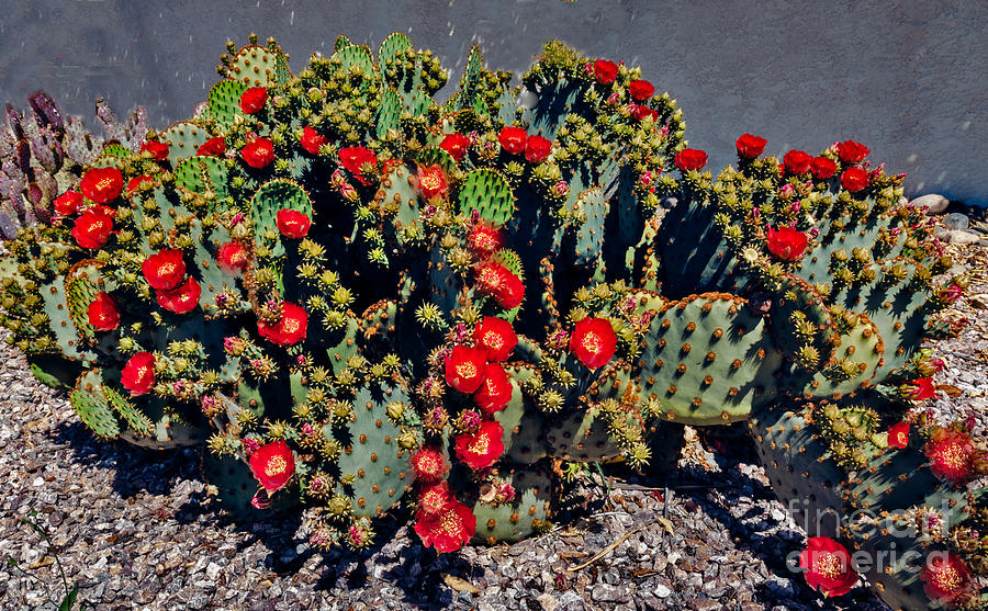 Red Prickly Pear Cactus Photograph by Robert Bales