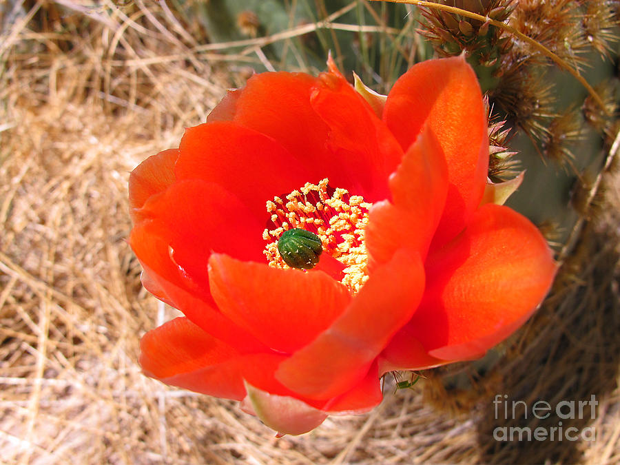 Red Prickly Pear Flower Photograph by Kelly Holm