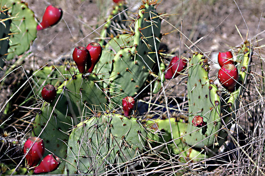 Red Prickly Pears Photograph by Linda Phelps - Fine Art America