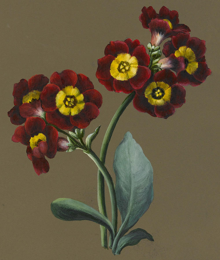 Flower Painting - Red Primula Auricula by Louise DOrleans