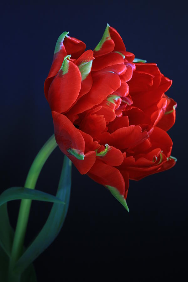 Red Princess Tulip On Blue Photograph By Rusalka Koroleva   Red Princess Tulip On Blue Rusalka Koroleva 