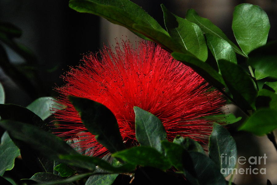 Red Puff at Longwood Photograph by Jacqueline M Lewis