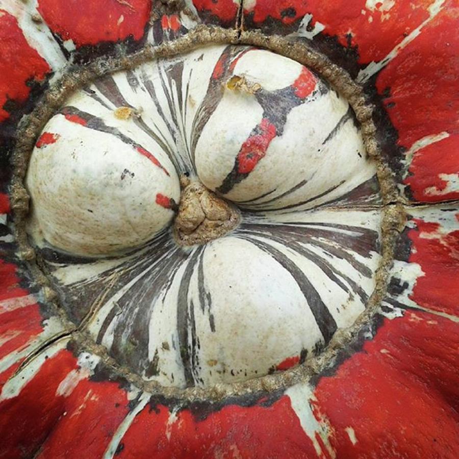 Nature Photograph - Red Pumpkin Close Up #nature by Lisa Bird