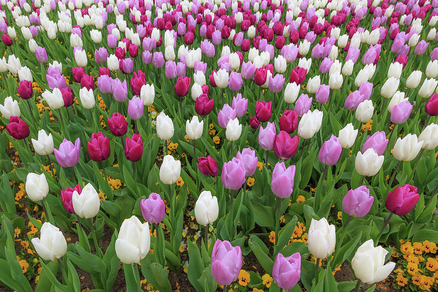 Red  Purple And White Tulips Photograph