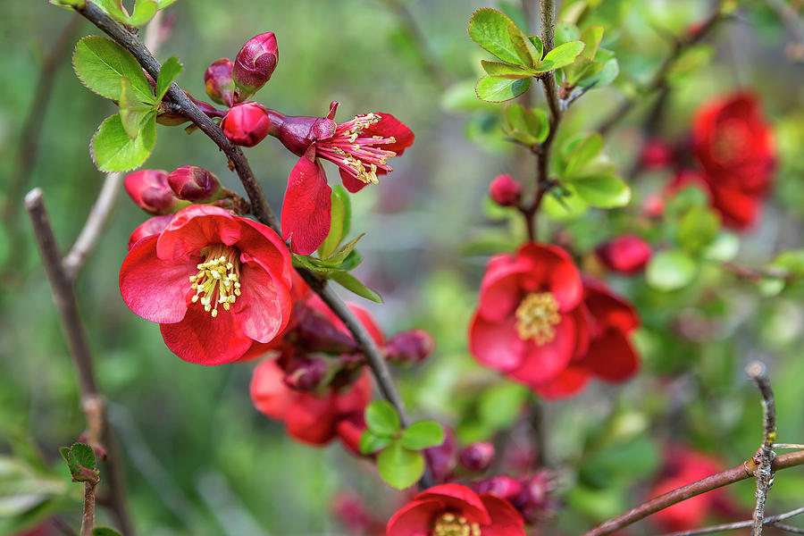 Red Quince Blossoms Photograph by Belinda Greb