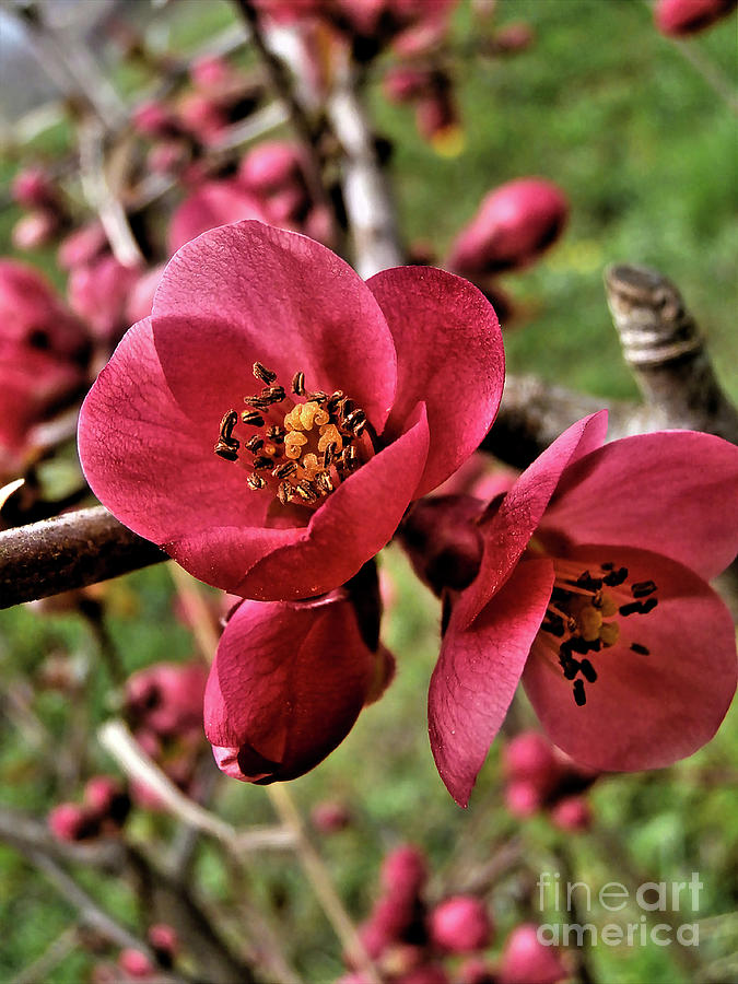 Red Quince Photograph by Nina Ficur Feenan
