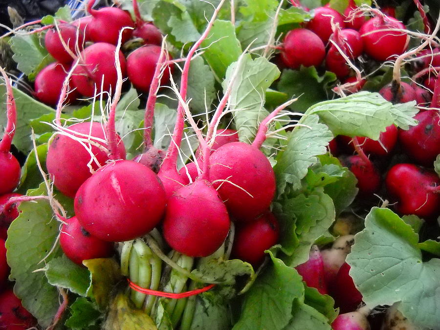 Red Radishes at Farmers Market Photograph by Kent Lorentzen