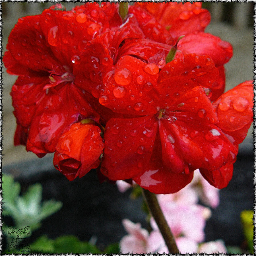 Red Rain Drops Photograph by Dee Flouton
