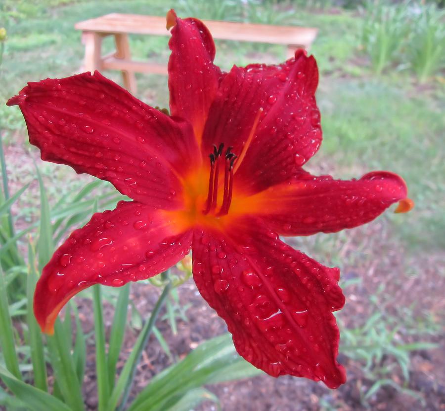 Lily Photograph - Red Rain Lily by MTBobbins Photography