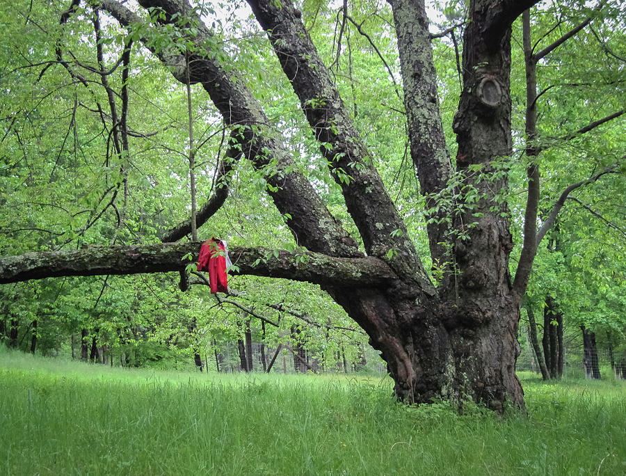Red Raincoat and Tree Photograph by Mary Lee Dereske