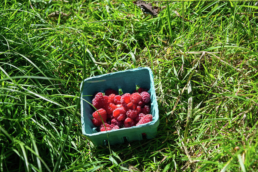 Red Raspberries and Green Grass Photograph by Tom Cochran