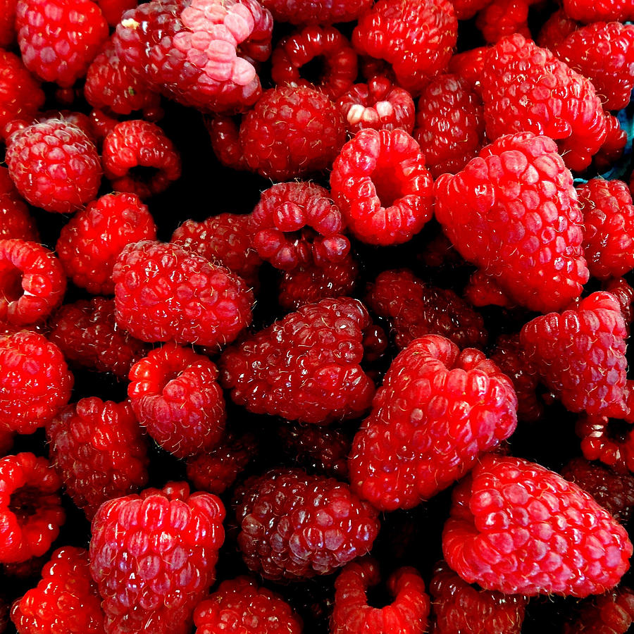 Red Raspberries Photograph by Nick Kloepping