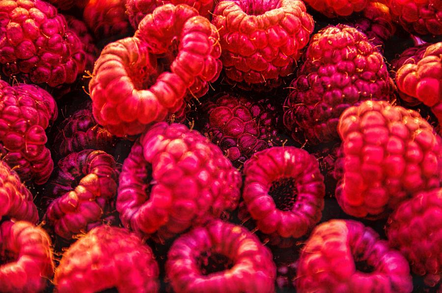 Red Raspberries Photograph by Pat Cook