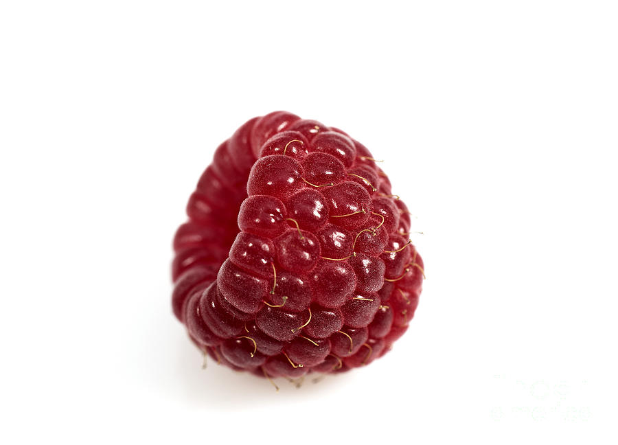 Red Raspberry Photograph by Gerard Lacz