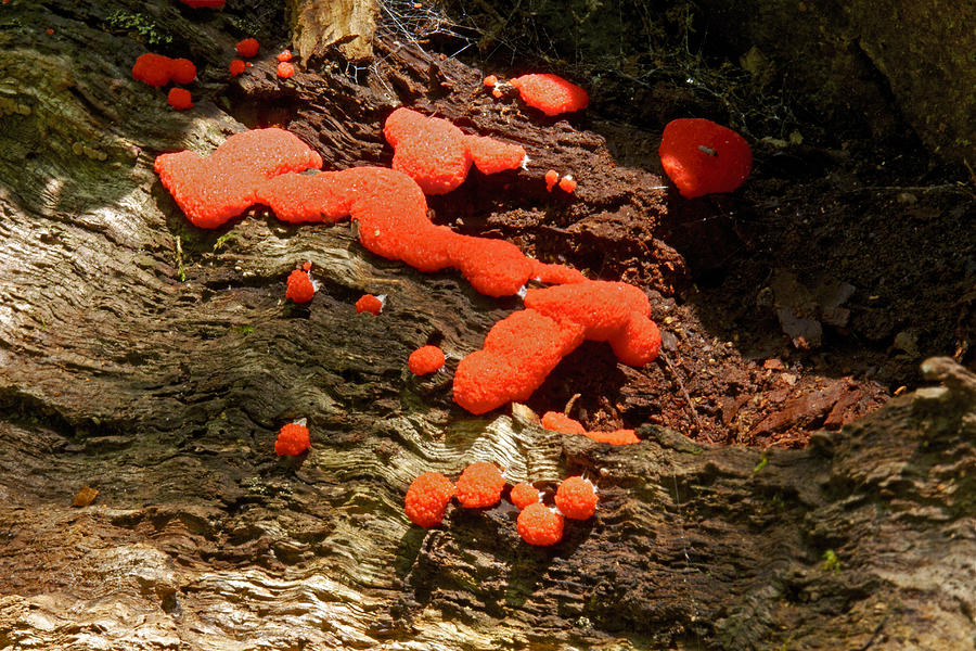 Red Raspberry Slime Mold - Tubifera ferruginosa Photograph by Carol Senske