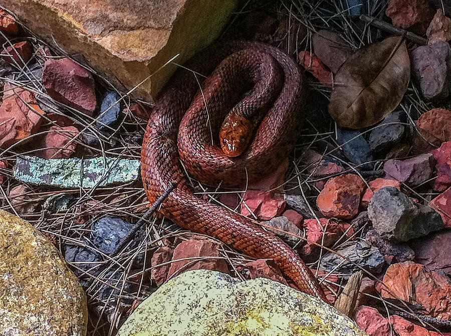 Red Rat Snake Photograph by Richard Goldman