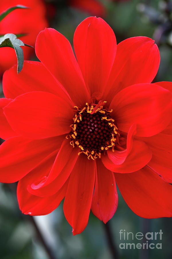 Red Red Dahlia Photograph by Christiane Schulze Art And Photography