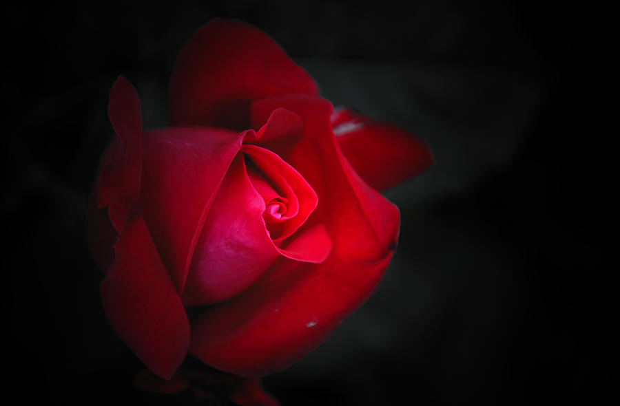 Rose Photograph - Red red by Damijana Cermelj