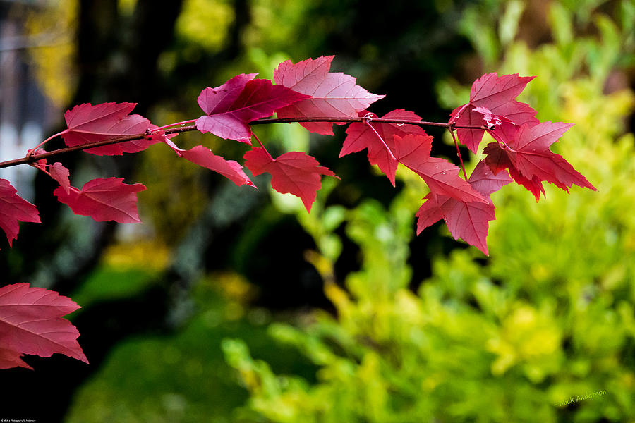 Red Red Maple Leaves Photograph