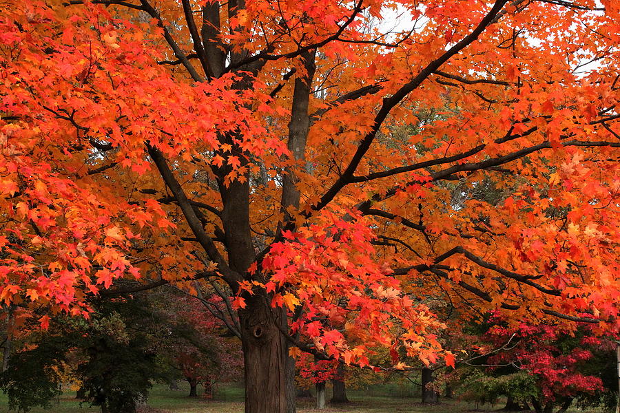 Red Red Maple Photograph by Rosanne Jordan - Fine Art America