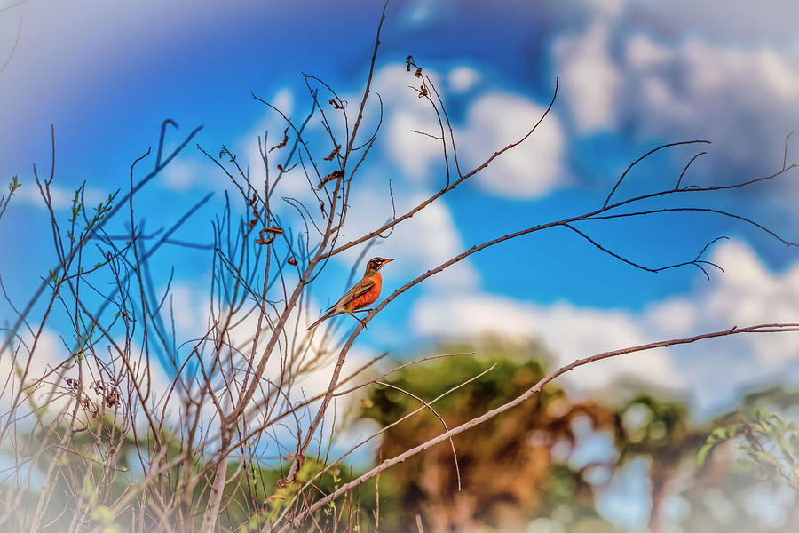 Bird Photograph - Red Red Robin by John M Bailey