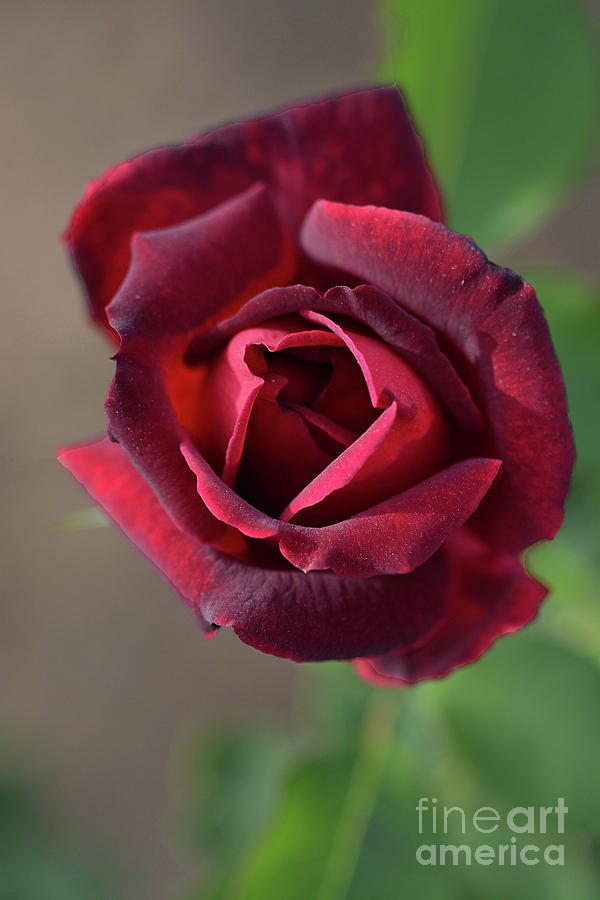 Red Red Rose Photograph by Cindy Manero