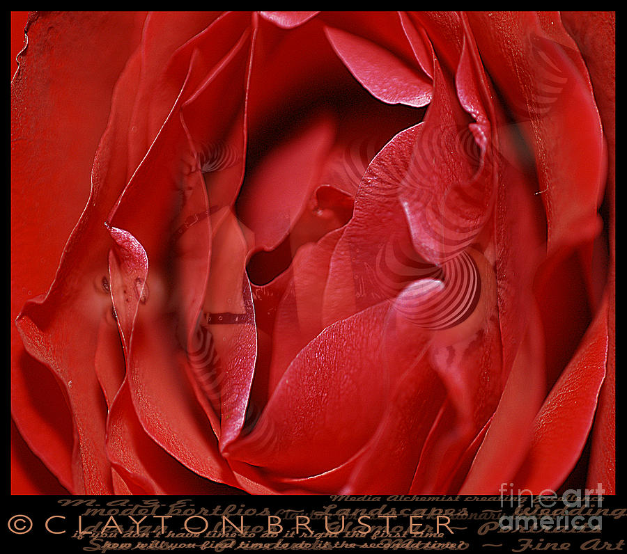 Red Red Rose Photograph by Clayton Bruster
