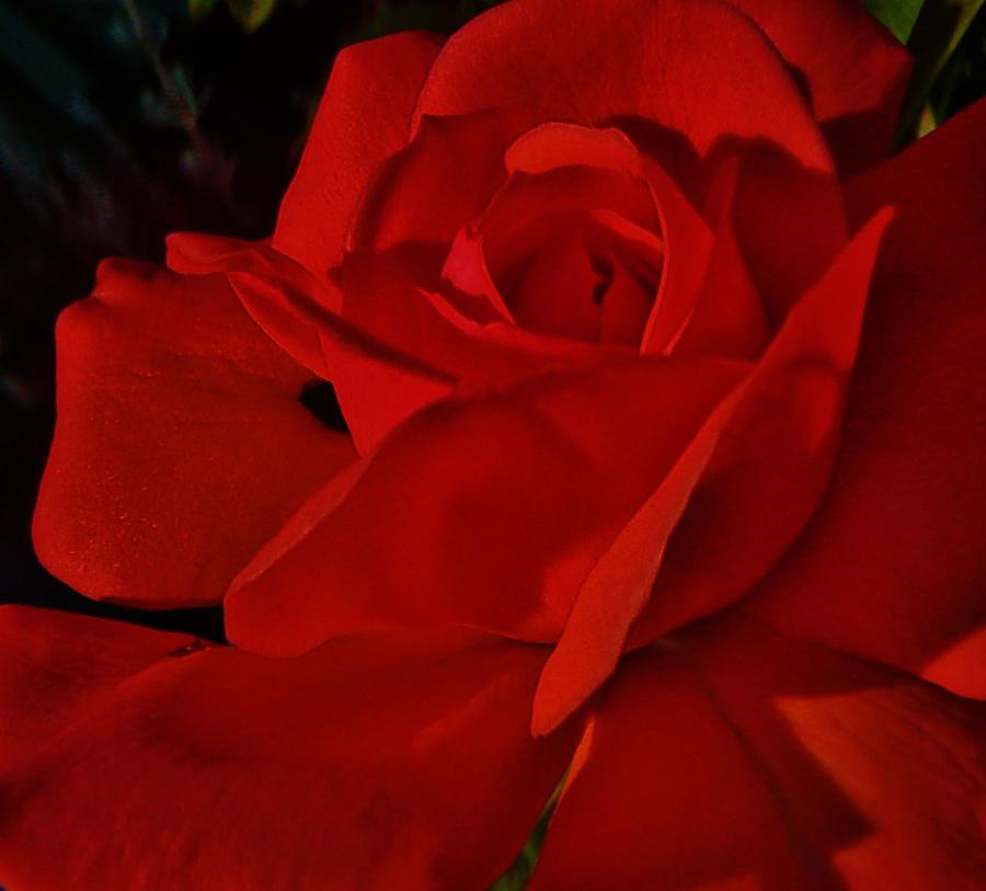 Red Red Rose  Photograph by Daniele Smith