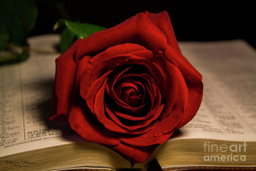 Red Red Rose by Mechala Matthews Red Red Rose by Mechala Matthews