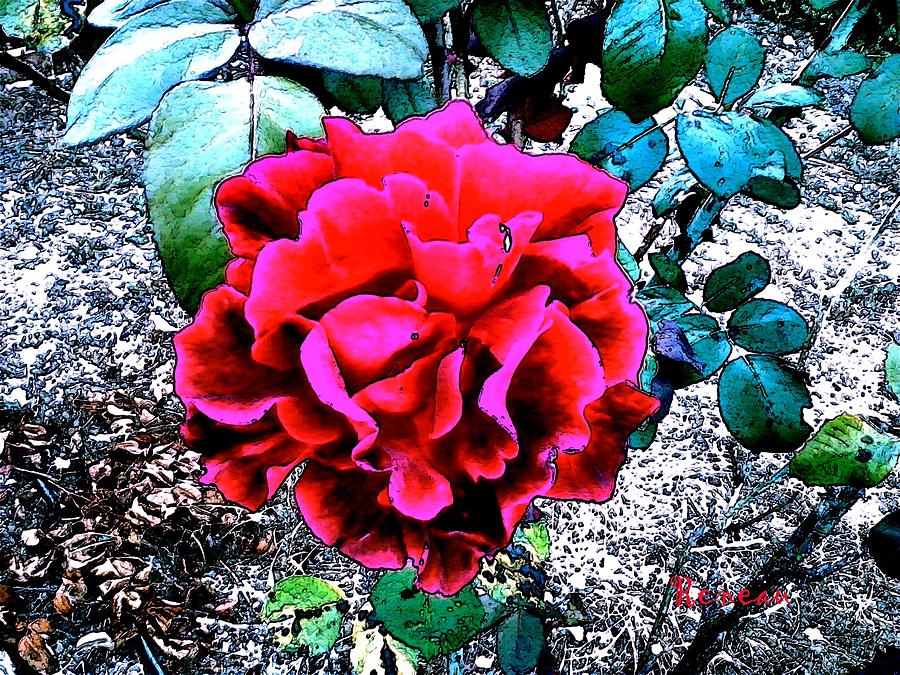 Red General Jacqueminot Rose Photograph by A L Sadie Reneau