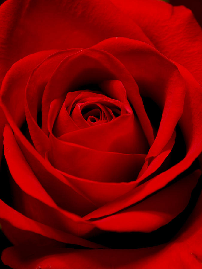 Red Red Rose Photograph by Thomas Pipia