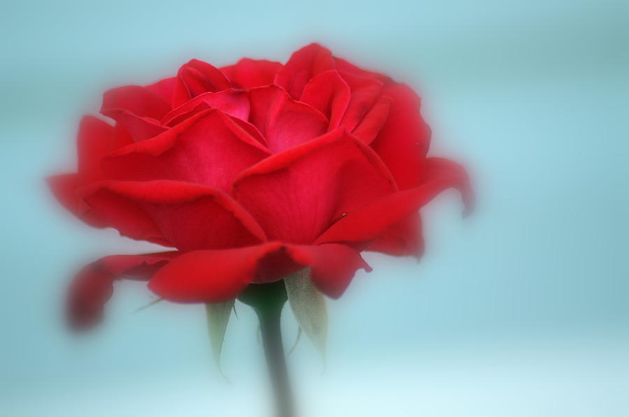 Red Red Rose Photograph by Trish Tritz