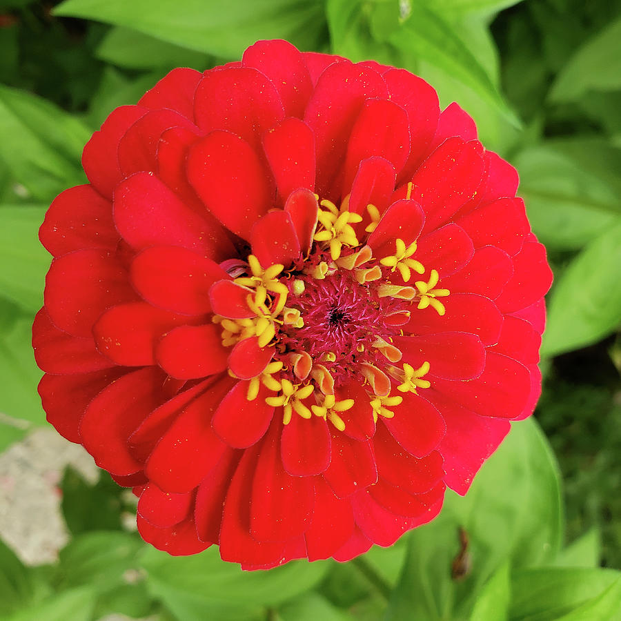 Red, RED Zinnia Photograph by R V James - Fine Art America