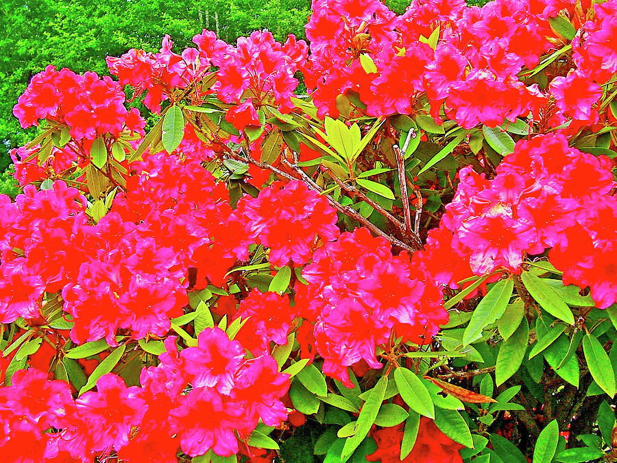 Red Rhododendron along Pacific Coast near Ocean City, Washington Photograph by Ruth Hager