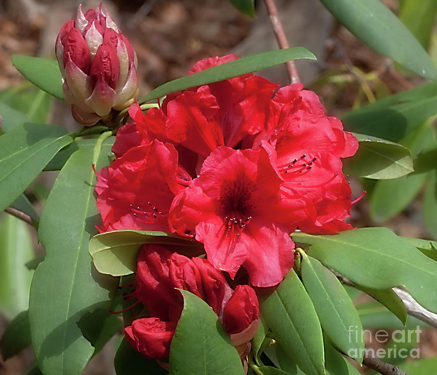 Red Rhododendron Photograph by Ann Jacobson