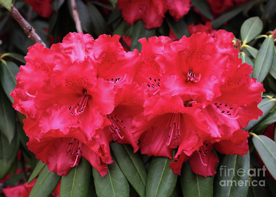 Red Rhododendron Photograph by Carol Groenen