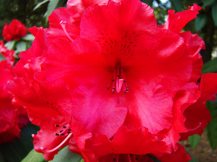 Flower Photograph - Red Rhododendron Flower art prints Summer Baslee Troutman by Patti Baslee