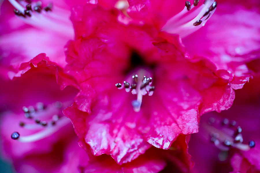 Abstract Photograph - Red Rhododendron by Frank Tschakert