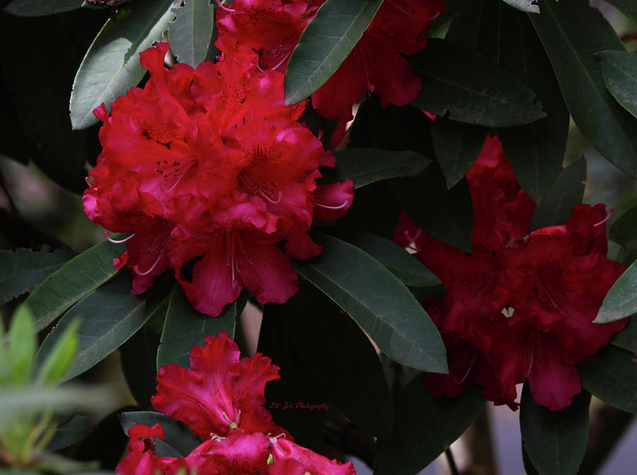 Red Rhododendron Photograph by Jeanette C Landstrom