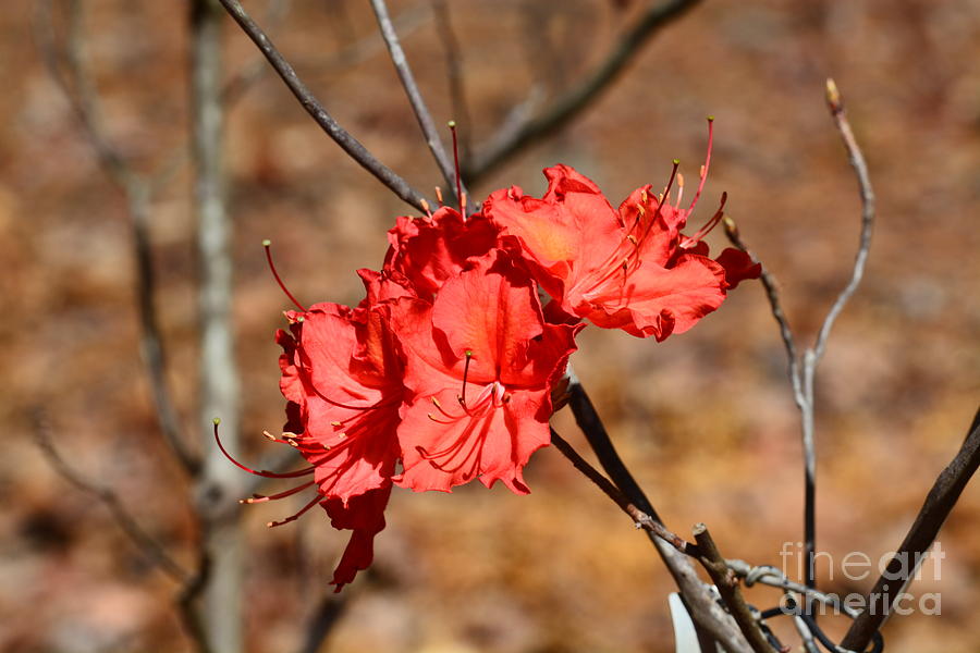 Red Rhododendron Photograph by Maria Urso