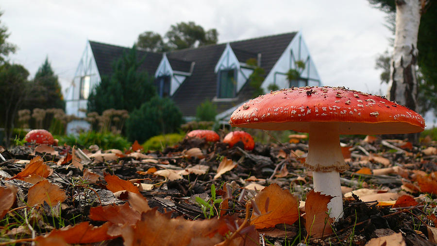 Mushroom Photograph - Red Riding Hood by Evelyn Tambour
