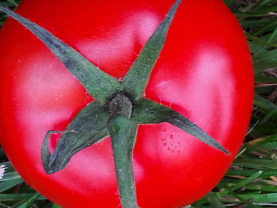 Red Ripe Tomato Photograph